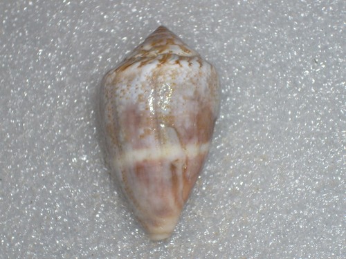 Conus ventricosus very - conus,
