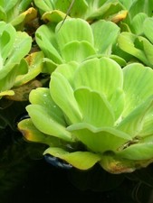 10 Pistia Stratiotes Pianta