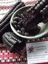 Mais da zucchero Morado Corn -