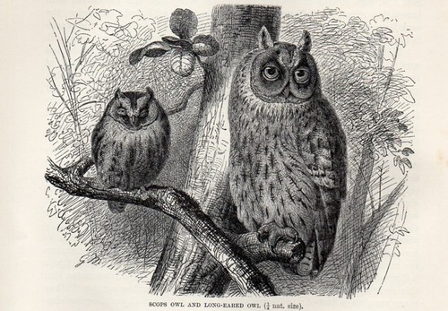 1894 gufo otus uccelli - 1894,