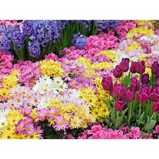 Cialda In Ostia Fiori Tulipani