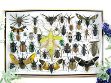 Bellissimi insetti imbalsamati