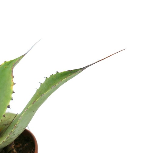 Agave bovicornuta celsiiì x - agave,
