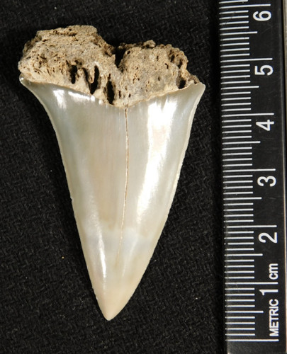 Più grande dente - più,