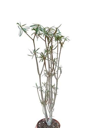 Euphorbia balsamifera pianta