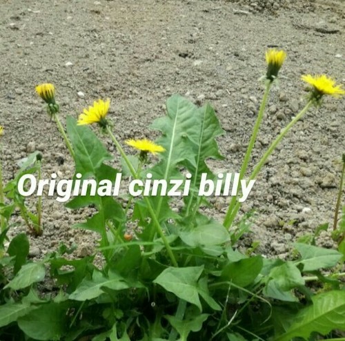 400 semi tarassaco dente - , di