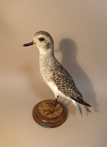 Taxidermy cabinet de - cabinet,