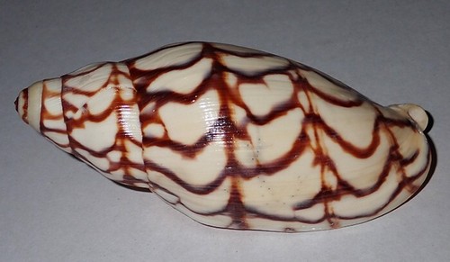 102 mega rara - mm,