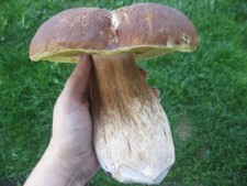 Porcini King Bolete spore di