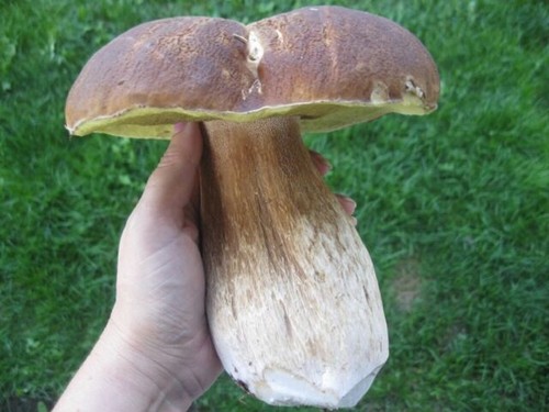 Porcini king bolete spore - porcini,