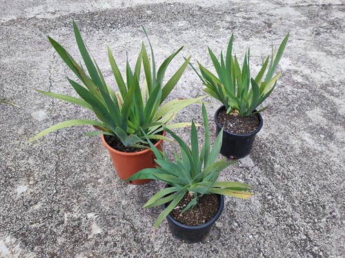 Pianta iris germanica - iris,
