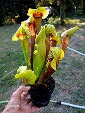  H148 MK, Sarracenia x