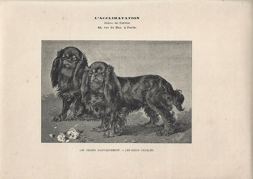 Stampa antica cani - stampa, razza