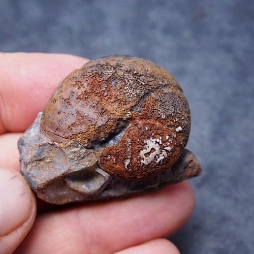 37mm ematite goniatite - 37mm,