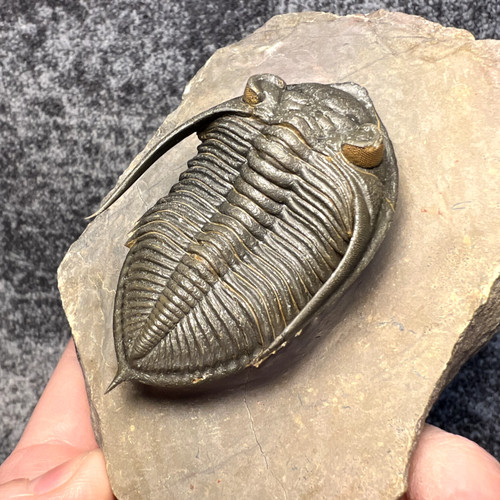 Zlichovaspis rugosa trilobite - rugosa,