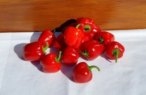 Pepper mini bell red non - mini,