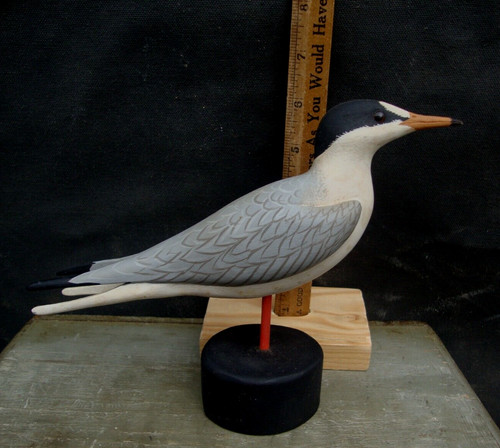 Meraviglioso tern shorebird - un,