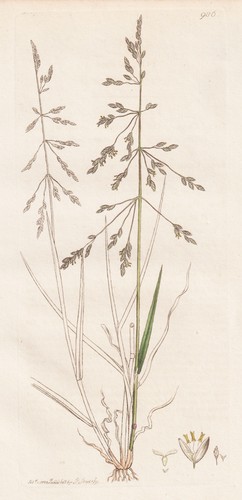 Poa distans erba - erba, erbe