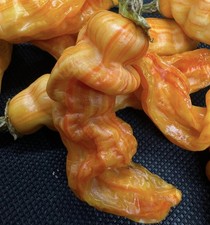 10 Sugar Rush Stripes Pepper