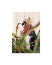 10x Drosera capensis rugiada