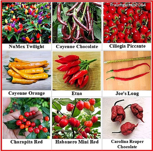 Semi peperoncino di - di,