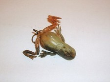 VINTAGE/VINTAGE FROG FOR