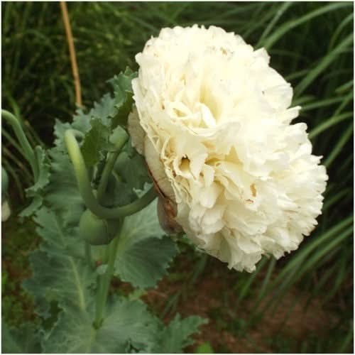 Papavero color crema - ,