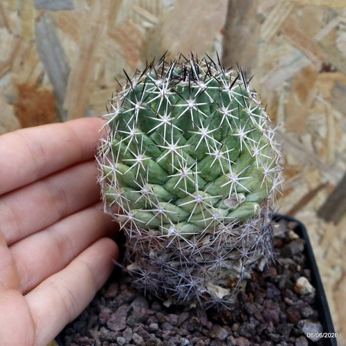 Coryphantha vogtheriana vaso - vogtheriana,