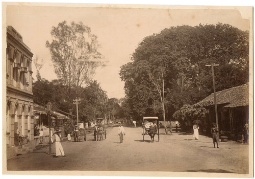 Ceylan colombo houpetoun - colombo,,