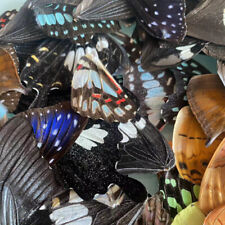 Ali di farfalla vere casuali