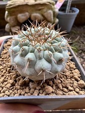 Copiapoa columna-alba. Own Roots, 4.5 cm, 7 Cm Pot, Not Aztekium, Ariocarpus