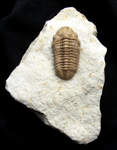 Oklahoma fossile lochovella - oklahoma,