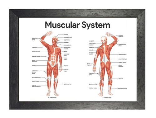 Human muscular system - human, photo