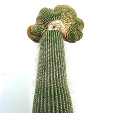 Carnegiea polylopha SAGUARO