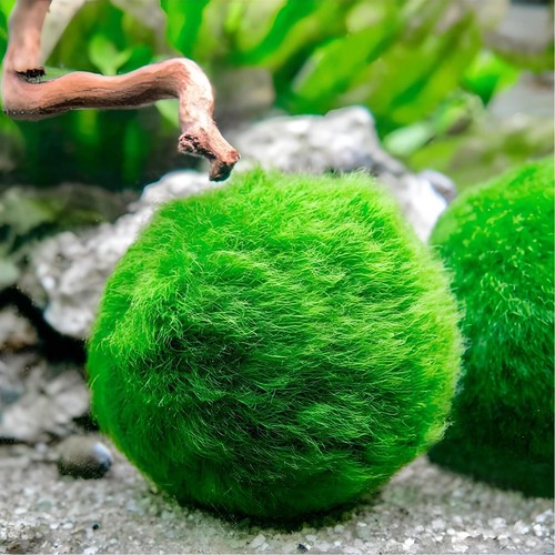 Marimo alga palla - (2-3,