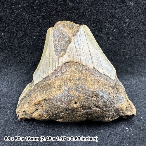 Authentic carcharodon