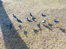 Sagome Stampi Per Richiamo Caccia Pavoncelle  10pz