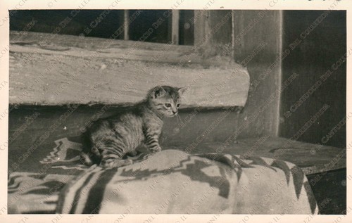 Gattino impaurito davanzale - impaurito,