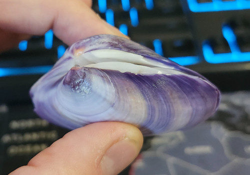 Mactra violacea violet - 🐚mactra,