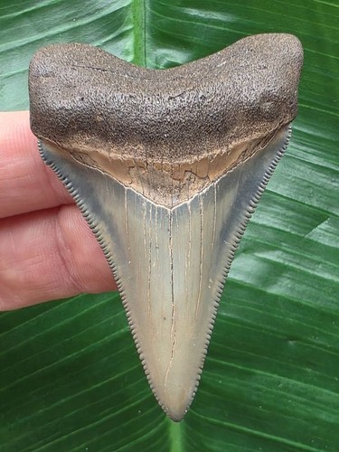 Dente forma pugnale del - a, di