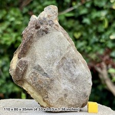 Fossil Reptile Bone Fish and