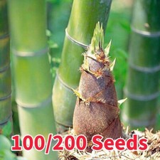 200 Semi Di Bambù Verde Moso
