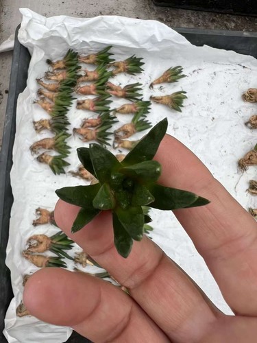 Rara pianta succulenta - rara,