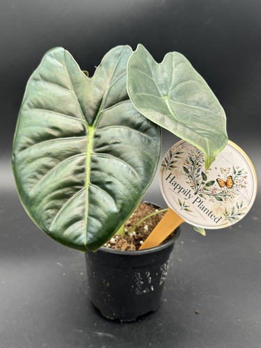 Alocasia golden bone - golden, pot