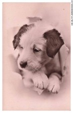 CAR-AELP17-0977-CANE - Un Cucciolo Jack Russell Terrier