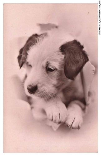 Car aelp17 0977 cane - car-aelp17-0977-cane, un