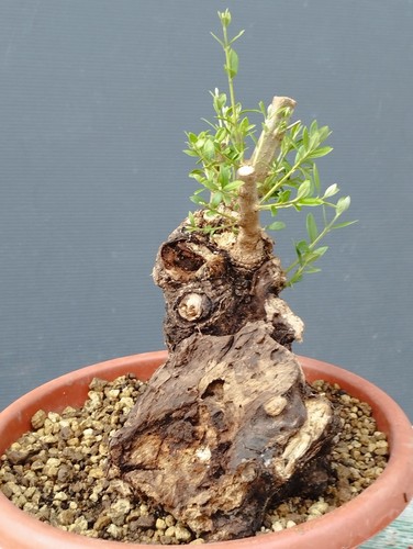 Bonsai olivastro 30x20cm - 30x20cm, in