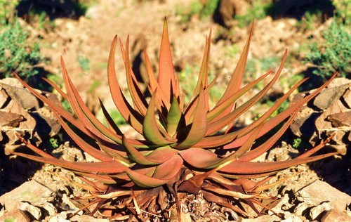 Aloe gariepensis gariep river - aloe,