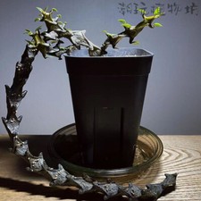 Pianta succulenta 10 cm