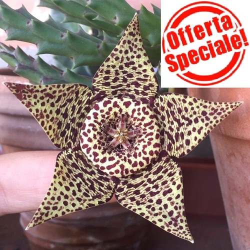 100 500 semi stapelia - 100-500,